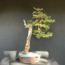 Lade das Bild in den Galerie-Viewer, Bonsai Fichte / Picea abies