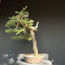 Lade das Bild in den Galerie-Viewer, Bonsai Fichte / Picea abies