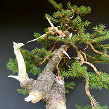Lade das Bild in den Galerie-Viewer, Bonsai Fichte / Picea abies