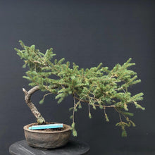 Lade das Bild in den Galerie-Viewer, Bonsai Fichte / Picea abies-Rohmaterial-Yamadori-Bonsai Gilde