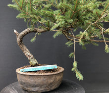Lade das Bild in den Galerie-Viewer, Bonsai Fichte / Picea abies-Rohmaterial-Yamadori-Bonsai Gilde