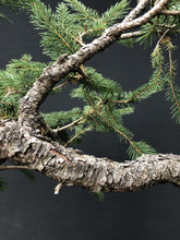Lade das Bild in den Galerie-Viewer, Bonsai Fichte / Picea abies-Rohmaterial-Yamadori-Bonsai Gilde