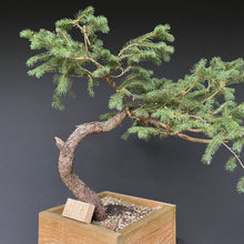 Lade das Bild in den Galerie-Viewer, Bonsai Fichte / Picea abies-Rohmaterial-Yamadori-Bonsai Gilde