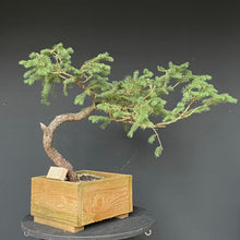 Lade das Bild in den Galerie-Viewer, Bonsai Fichte / Picea abies-Rohmaterial-Yamadori-Bonsai Gilde
