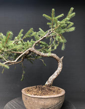 Lade das Bild in den Galerie-Viewer, Bonsai Fichte / Picea abies-Rohmaterial-Yamadori-Bonsai Gilde