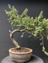 Lade das Bild in den Galerie-Viewer, Bonsai Fichte / Picea abies-Rohmaterial-Yamadori-Bonsai Gilde