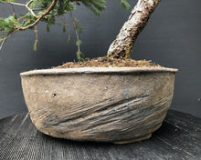 Lade das Bild in den Galerie-Viewer, Bonsai Fichte / Picea abies-Rohmaterial-Yamadori-Bonsai Gilde