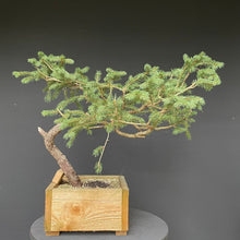 Lade das Bild in den Galerie-Viewer, Bonsai Fichte / Picea abies-Rohmaterial-Yamadori-Bonsai Gilde