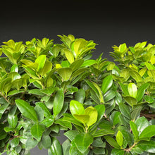 Lade das Bild in den Galerie-Viewer, Bonsai Ficus microcarpa / Chinesische Feige