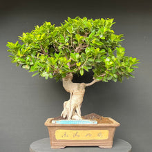 Lade das Bild in den Galerie-Viewer, Bonsai Ficus microcarpa / Chinesische Feige