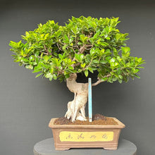 Lade das Bild in den Galerie-Viewer, Bonsai Ficus microcarpa / Chinesische Feige