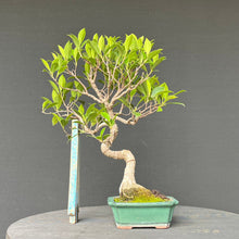 Lade das Bild in den Galerie-Viewer, Bonsai Ficus microcarpa / Chinesische Feige