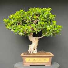 Lade das Bild in den Galerie-Viewer, Bonsai Ficus microcarpa / Chinesische Feige