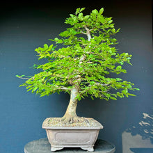 Lade das Bild in den Galerie-Viewer, Gemeine Hainbuche / Carpinus betulus