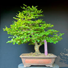 Lade das Bild in den Galerie-Viewer, Gemeine Hainbuche / Carpinus betulus