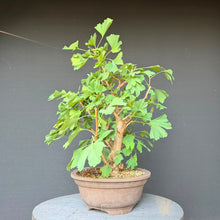 Lade das Bild in den Galerie-Viewer, Ginkgo biloba