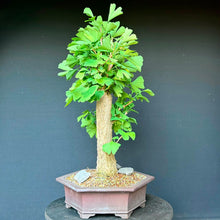 Lade das Bild in den Galerie-Viewer, Ginkgo biloba