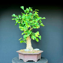 Lade das Bild in den Galerie-Viewer, Ginkgo biloba