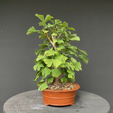 Lade das Bild in den Galerie-Viewer, Bonsai Ginkgo biloba-Bonsai-Bonsai Gilde