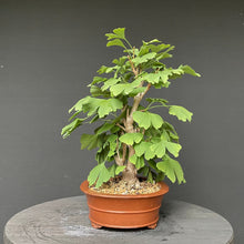Lade das Bild in den Galerie-Viewer, Bonsai Ginkgo biloba-Bonsai-Bonsai Gilde
