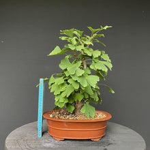 Lade das Bild in den Galerie-Viewer, Bonsai Ginkgo biloba-Bonsai-Bonsai Gilde
