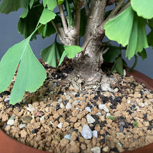 Lade das Bild in den Galerie-Viewer, Bonsai Ginkgo biloba-Bonsai-Bonsai Gilde