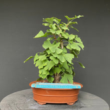 Lade das Bild in den Galerie-Viewer, Bonsai Ginkgo biloba-Bonsai-Bonsai Gilde