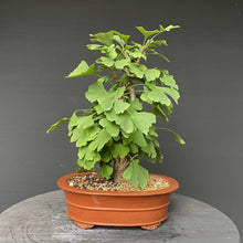 Lade das Bild in den Galerie-Viewer, Bonsai Ginkgo biloba-Bonsai-Bonsai Gilde