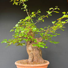 Lade das Bild in den Galerie-Viewer, Holzapfel / Malus sylvestris