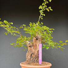 Lade das Bild in den Galerie-Viewer, Holzapfel / Malus sylvestris