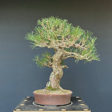 Lade das Bild in den Galerie-Viewer, Bonsai Japanische Schwarzkiefer / Pinus thunbergii
