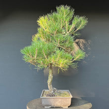 Lade das Bild in den Galerie-Viewer, Bonsai Japanische Schwarzkiefer / Pinus thunbergii