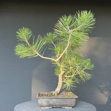 Lade das Bild in den Galerie-Viewer, Bonsai Japanische Schwarzkiefer / Pinus thunbergii