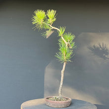 Lade das Bild in den Galerie-Viewer, Bonsai Japanische Schwarzkiefer / Pinus thunbergii