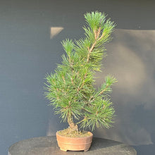 Lade das Bild in den Galerie-Viewer, Bonsai Japanische Schwarzkiefer / Pinus thunbergii