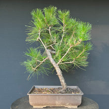 Lade das Bild in den Galerie-Viewer, Bonsai Japanische Schwarzkiefer / Pinus thunbergii