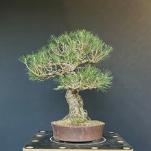 Lade das Bild in den Galerie-Viewer, Bonsai Japanische Schwarzkiefer / Pinus thunbergii