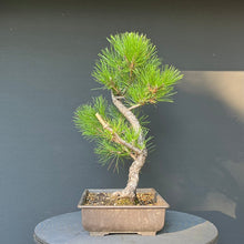 Lade das Bild in den Galerie-Viewer, Bonsai Japanische Schwarzkiefer / Pinus thunbergii