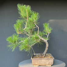 Lade das Bild in den Galerie-Viewer, Bonsai Japanische Schwarzkiefer / Pinus thunbergii