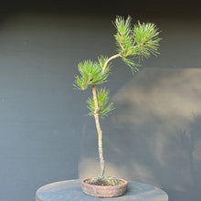 Lade das Bild in den Galerie-Viewer, Bonsai Japanische Schwarzkiefer / Pinus thunbergii