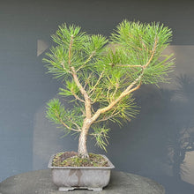 Lade das Bild in den Galerie-Viewer, Bonsai Japanische Schwarzkiefer / Pinus thunbergii