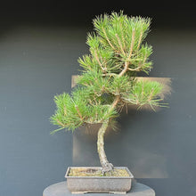 Lade das Bild in den Galerie-Viewer, Bonsai Japanische Schwarzkiefer / Pinus thunbergii
