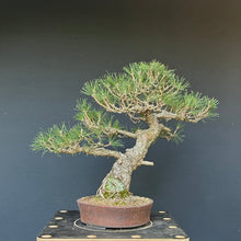 Lade das Bild in den Galerie-Viewer, Bonsai Japanische Schwarzkiefer / Pinus thunbergii