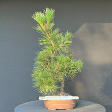 Lade das Bild in den Galerie-Viewer, Bonsai Japanische Schwarzkiefer / Pinus thunbergii