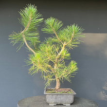 Lade das Bild in den Galerie-Viewer, Bonsai Japanische Schwarzkiefer / Pinus thunbergii