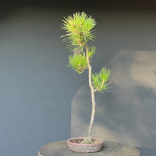 Lade das Bild in den Galerie-Viewer, Bonsai Japanische Schwarzkiefer / Pinus thunbergii