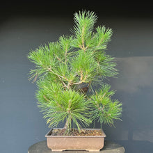 Lade das Bild in den Galerie-Viewer, Bonsai Japanische Schwarzkiefer / Pinus thunbergii