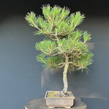 Lade das Bild in den Galerie-Viewer, Bonsai Japanische Schwarzkiefer / Pinus thunbergii