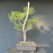 Lade das Bild in den Galerie-Viewer, Bonsai Japanische Schwarzkiefer / Pinus thunbergii