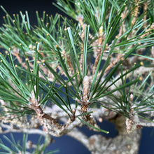 Lade das Bild in den Galerie-Viewer, Bonsai Japanische Schwarzkiefer / Pinus thunbergii